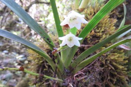 17 Angreacum striatum - Ø - Orchidaceae