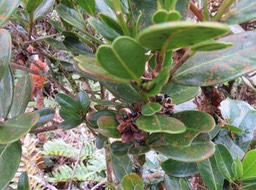 20 Fruits  graines de Melicope obscura - Bois de catafaille - Rutacée
