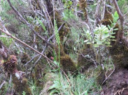 26 ??? Benthamia spiralis (Thouars) - - ORHICACEA - A. Rich. Madagascar, La Réunion, Maurice