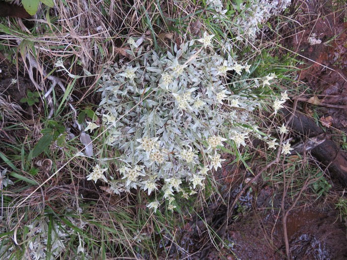 27 Helichrysum arnicoides - Petit velours blanc - ASTERACEE Endémique