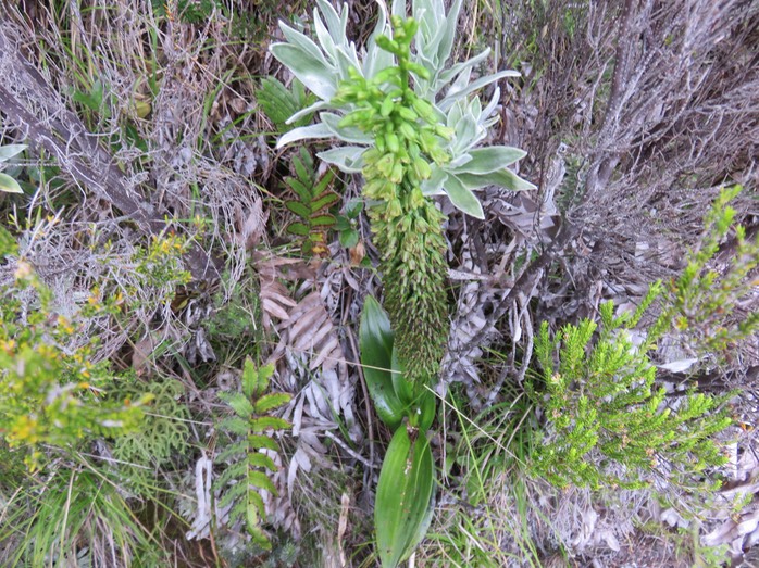 28 Benthamia latifolia - Ø - Orchidaceae