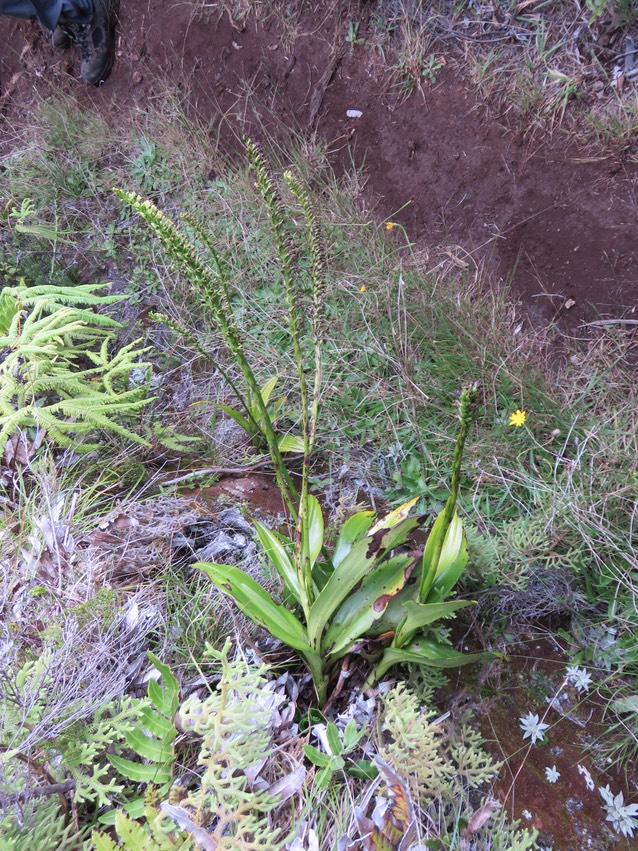 29 Benthamia latifolia - Ø - Orchidaceae