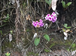 35 Physoceras castillonii - Ø - Orchidaceae