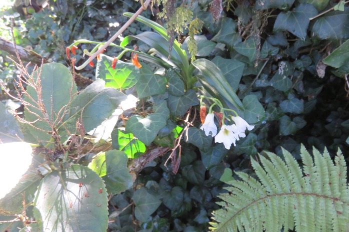 4 Beclardia macrostachya - Orchidée Muguet -  ORCHIDACEAE -i
