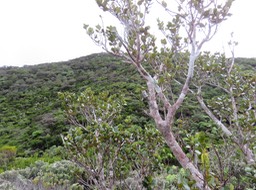 45 Eugenia buxifolia - Bois de nèfles à petites feuilles - Myrtacée