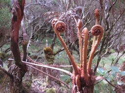 51 Recueillement Cyathea glauca Bory - Fanjan femelle - Cyatheaceae - Endémique La Réunion