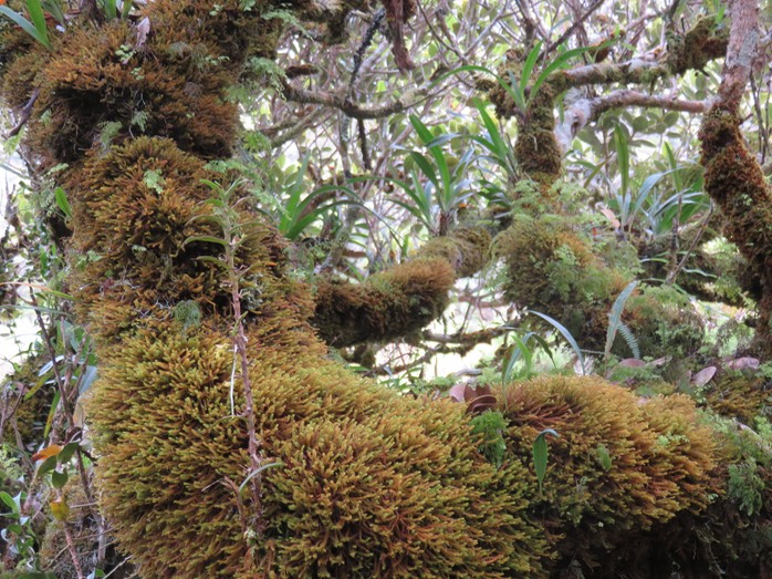 52  Bois de fer bâtard couché par un coup de vent ? abritant Bulbophyllums et autres orchidées