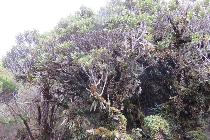 55 Sideroxylon borbonicum - Bois de fer batard/Natte coudine/… - SAPOTACEAE - Endémique Réunion