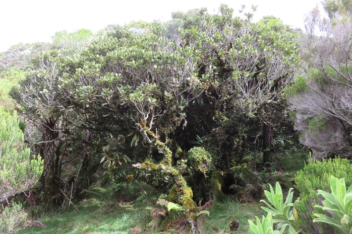 58 Sideroxylon borbonicum - Bois de fer batard/Natte coudine/… - SAPOTACEAE - Endémique Réunion
