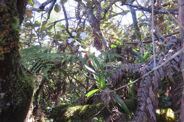 6 Beclardia macrostachya - Orchidée Muguet -  ORCHIDACEAE -i
