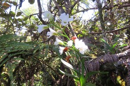 7 Beclardia macrostachya - Orchidée Muguet -  ORCHIDACEAE -i
