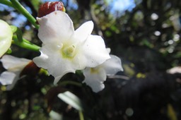 8 Fleur de Beclardia macrostachya - Orchidée Muguet -  ORCHIDACEAE -i