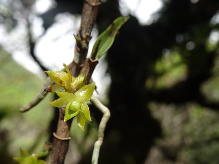 Angraecum costatum - EPIDENDROIDEAE - Endémique Réunion