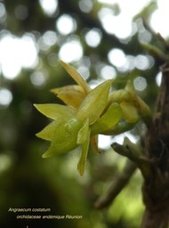 Angraecum costatum . orchidaceae P1550973