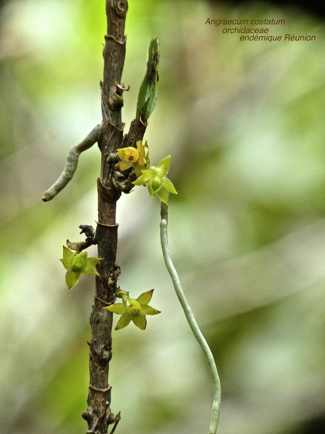 Angraecum costatum . orchidaceae  .P1550944