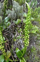 Benthamia latifolia . orchidaceae  P1550698