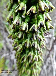 Benthamia latifolia . orchidaceae P1550684