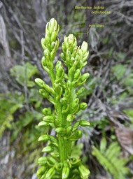 Benthamia latifolia (à trois têtes ) orchidaceae P1550724