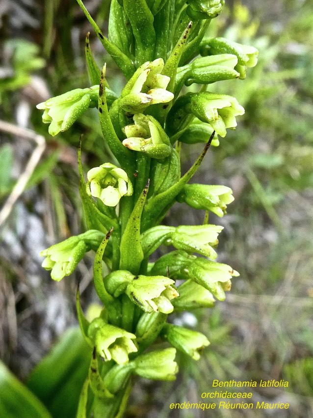 Benthamia latifolia .orchidaceae . endémique Réunion Maurice P1550695