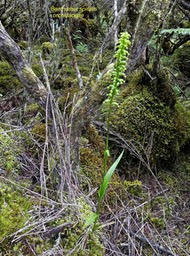 Benthamia spiralis .orchidaceae .P1550640