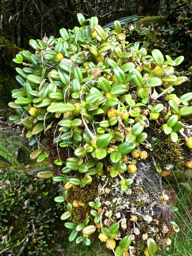 Bulbophyllum  P1550870