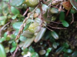 Bulbophyllum (sambiranense ?) - EPIDENDROIDEAE - Indigène Réunion