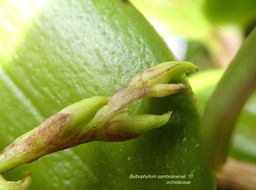 Bulbophyllum sambiranense ?? orchidaceae P1550961