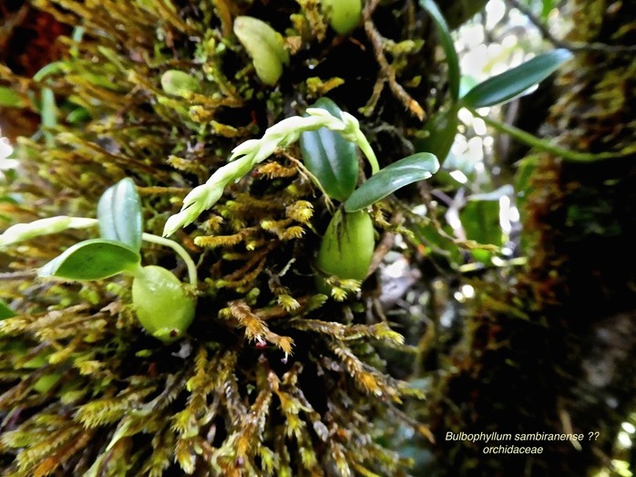 Bulbophyllum sambiranense ?? orchidaceae P1550607