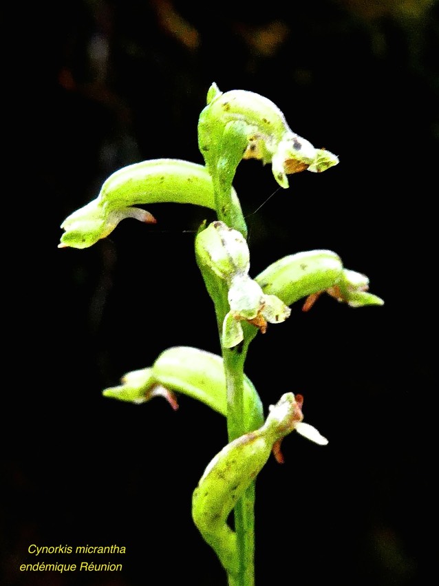 Cynorkis micrantha . orchidaceae . endémique Réunion P1560031