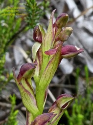 Disa borbonica . orchidaceae endémique Réunion P1550818