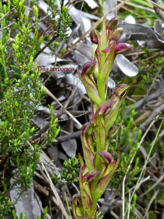 Disa borbonica .orchidaceae . endémique Réunion .P1550810