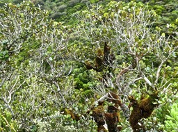 Eugenia buxifolia . bois de nèfles à petites feuilles P1550836