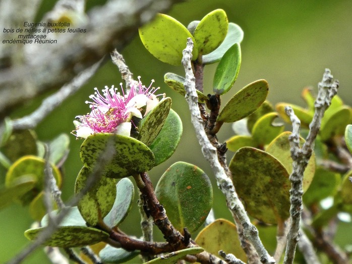 Eugenia buxifolia . bois de nèfles à petites feuilles .P1550835