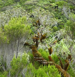 Eugenia buxifolia . très vieux bois de nèfles à petites feuilles . myrtaceae . endémique Réunion P1550832 -
