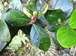 Eugenia buxifolia. bois de nèfles à petites feuilles P1550612