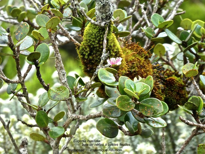 Eugenia buxifolia .bois de nèfles à petites feuilles P1550844