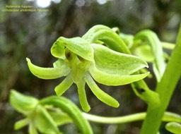 Habenaria frappieri . orchidaceae . endémique RéunionP1550788