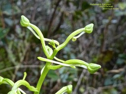 Habenaria frappieri . orchidaceae . endémique Réunion P1550772