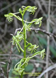 Habenaria frappieri . orchidaceae . endémique Réunion  P1550756