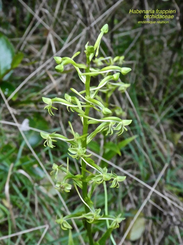 Habenaria frappieri . orchidaceae . endémique Réunion P1550747