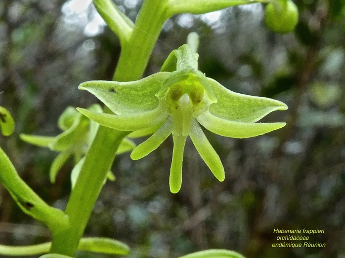 Habenaria frappieri . orchidaceae . endémique Réunion P1550790