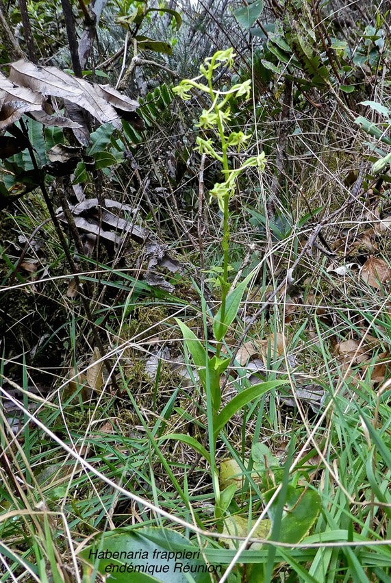 Habenaria frappieri .orchidaceae .endémique Réunion P1550766