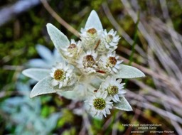 Helichrysum heliotropifolium . velours blanc .P1560051