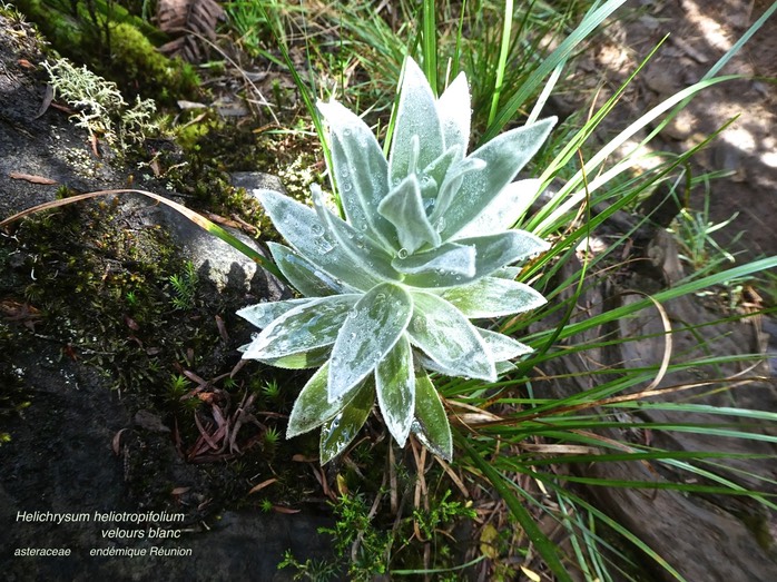 Helichrysum heliotropifolium . velours blanc P1550610
