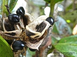 Melicope obscura . bois de catafaille P1550628