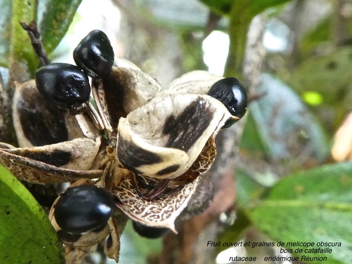 Melicope obscura . bois de catafaille P1550628