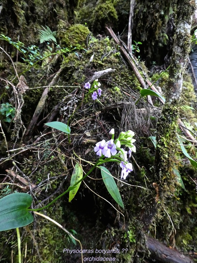 Physoceras boryanus ? ? orchidaceae P1550866