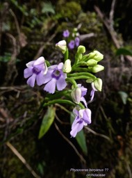 Physoceras boryanus ? orchidaceae P1550865