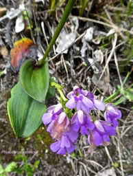 Physoceras castillonii ?  orchidaceae P1550719