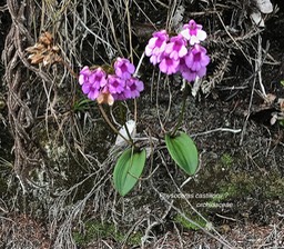 Physoceras castillonii ?? orchidaceae IMG_2250